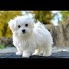 negar_adib
